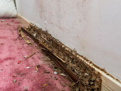 About Nashville TN Mold Remediation Pros - mold remediation experts in Nashville